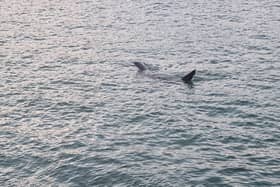 Huge shark spotted off coast of St Ives in Cornwall: Footage captures basking shark ‘longer than some boats’