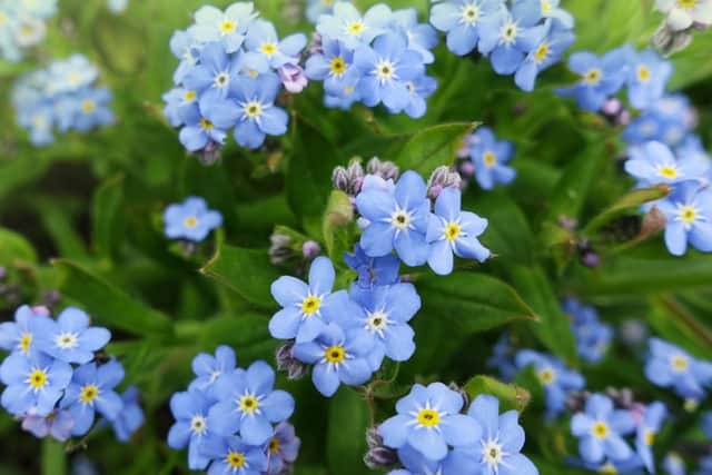 Forget-me-nots are set to be the most on-trend flower for 2022 (photo: Shutterstock)