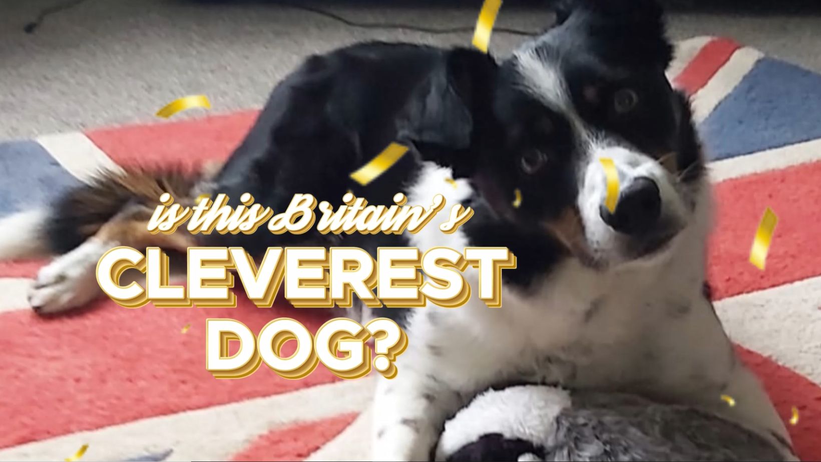 Adorable video shows 'Britain's smartest dog' identify his toys by name