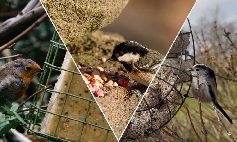 RSPB: Das „Superfood“, das Gärtner auslegen können, um Vögel anzulocken – ...