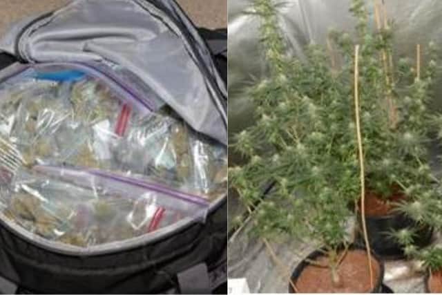 Cannabis found in the police raids