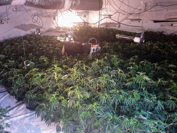 West Yorkshire Police seized 100,000 worth of cannabis when they raided a drugs factory in Dewsbury.