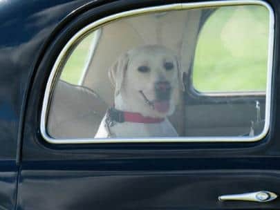 More than a third (35%) of drivers don’t realise driving with an unrestrained animal could invalidate their insurance.