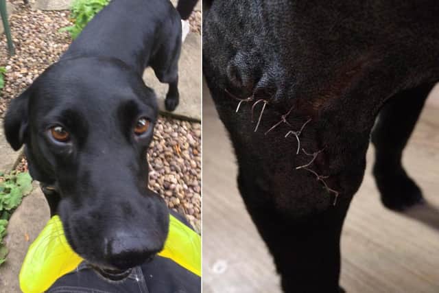 Poppy the dog injured by what is believed to be an illegal trap set in Hagg Wood in Lower Hopton. (Pictured from PC Caroline Newsome's Twitter)