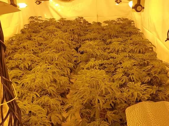 Cannabis plants found in Cleckheaton