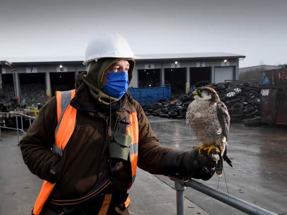 Jim Brown pictured Midas his Lanner Falcon at Dewsbury Waste Recycling Centre, Dewsbury. The falcons are used to scare the seagulls off. Picture by Simon Hulme
--