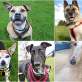 Could you give one of these adorable pooches a loving home?