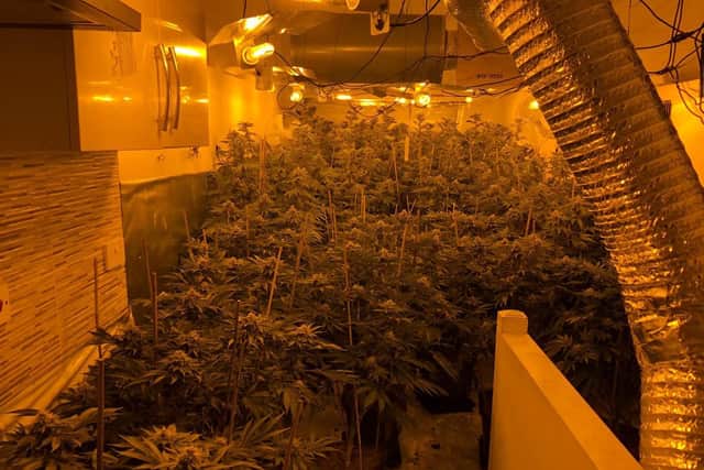 Cannabis plant farm found in Dewsbury town centre