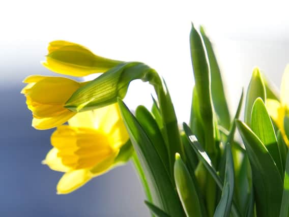 Signs of Spring bring renewed hope for the future