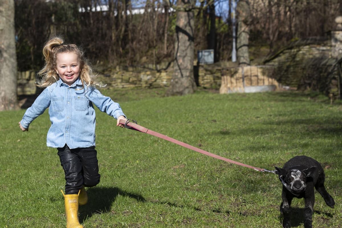 Ruby Clough Wool ewe be my family? Orphaned lamb Brian finds a new home