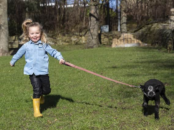 Ruby Clough, four, loves to take Brian the lamb for a stroll
