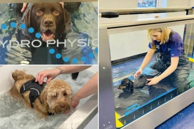 A Yorkshire animal hospital has invested an incredible £100,000 to create a state-of-the art rehabilitation centre to care for its patients in Dewsbury.