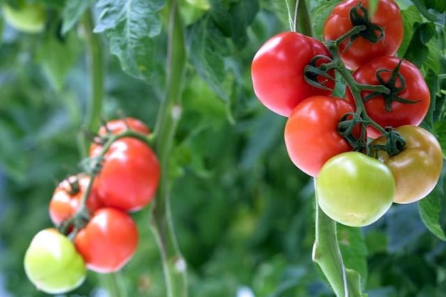 With spring/summer comes tomato plants in the garden. Make sure to keep dogs clear, though, as they can cause weakness, gastrointestinal problems, drowsiness, dilated pupils, slow heart rate, and confusion.