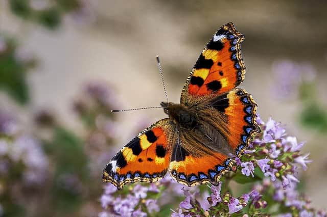 Small Tortishell Butterfly by Paul Harrison