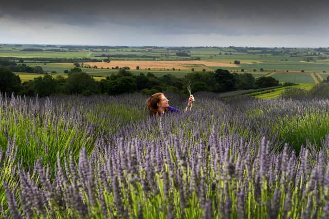 Pretty purple flowers dance in the breeze as far as the eye can see on the Terrington Lavender fields.