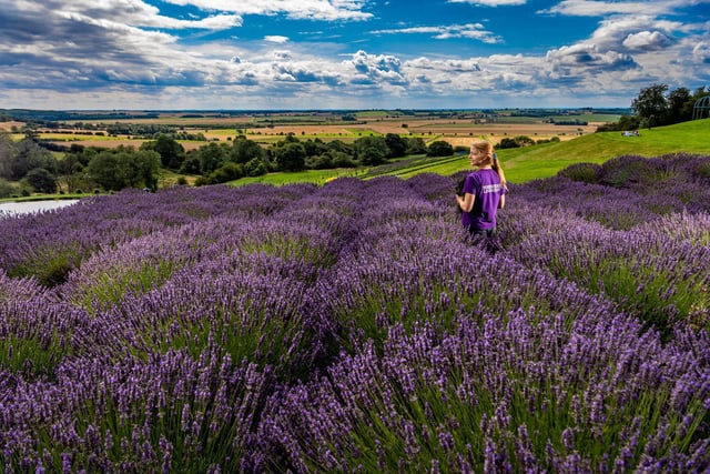 June, July and August are typical ‘full bloom’ months when you and your other half can saunter through Yorkshire Lavender’s 60 acres of seemingly endless Terrington lavender fields.
Pretty purple flowers dance in the breeze as far as the eye can see.
Join the bees for a lazy bumble through the rows, soak in the smell, snap your obligatory Instagram images, then stop off in the delightful tea room for afternoon tea or ice cream. Flavour? Lavender, of course!