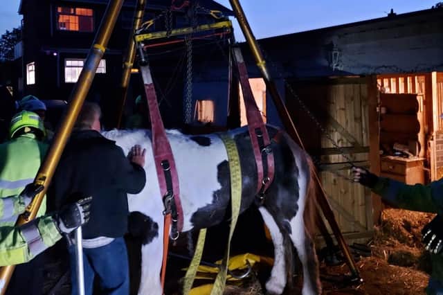 A crew from Cleckheaton Fire Station used lifting equipment to rescue 22-year-old horse Paddy in Batley
