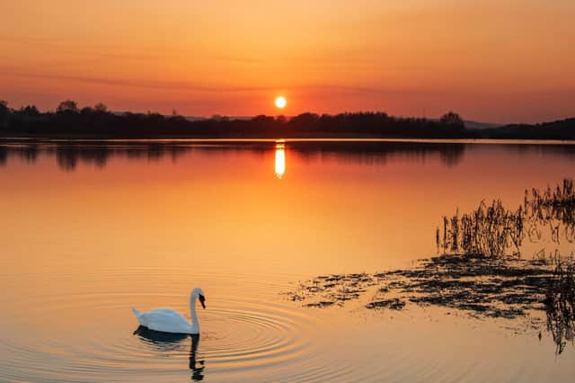 Sunset Swan by Graham Hepworth