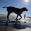You and your dog can have fun at scores of beaches on the Yorkshire coast.