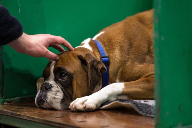 They may occasionally look a little grumpy, but Boxers are known for making unusually deep and strong bonds with their family. It means that they demand more attention and affection than other dogs, but mirror it back tenfold.