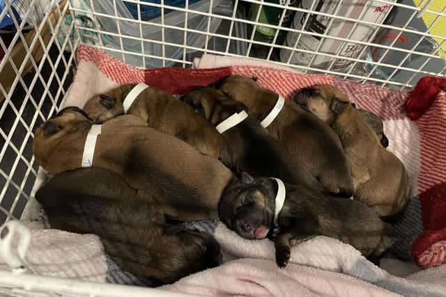 The RSPCA is investigating after a litter of newborn puppies was abandoned in West Yorkshire