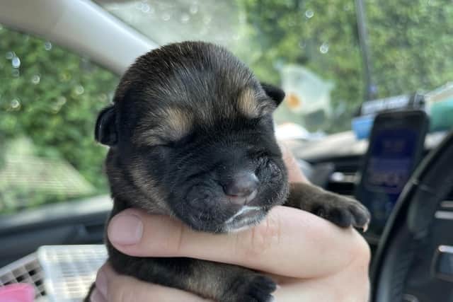 RSPCA probe as 11 newborn puppies found dumped in a bin bag in woods in ...