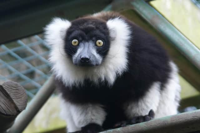 An inquisitive lemur at Ponderosa Zoo in Heckmondwike
