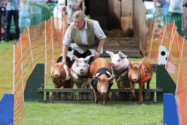Pig racing at a previous Mirfield Show