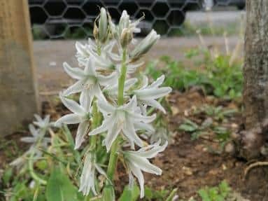 The plant is often mistaken for wild garlic, due to its similar, shiny, dark green leaves, which can reach up to 12 inches in height, and up to six millimetres wide.(SWNS)