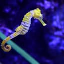 The hippocampus is a seahorse-shaped organ within the brain. Photo: Getty Images