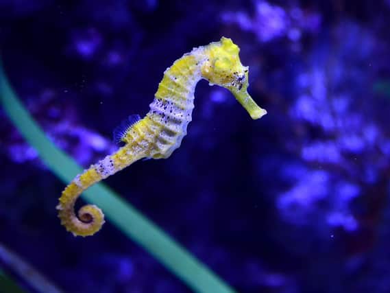 The hippocampus is a seahorse-shaped organ within the brain. Photo: Getty Images