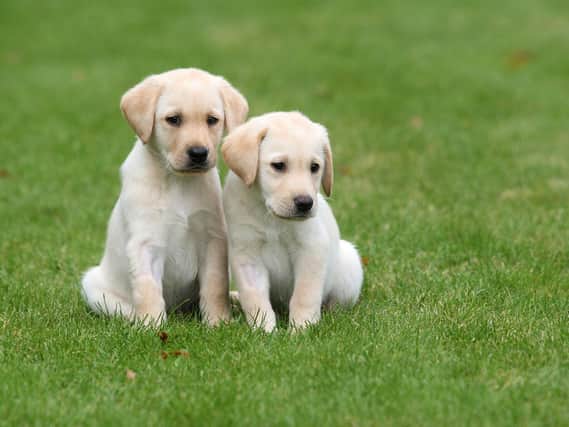 Guide Dogs is looking for puppy raisers in Dewsbury and Mirfield