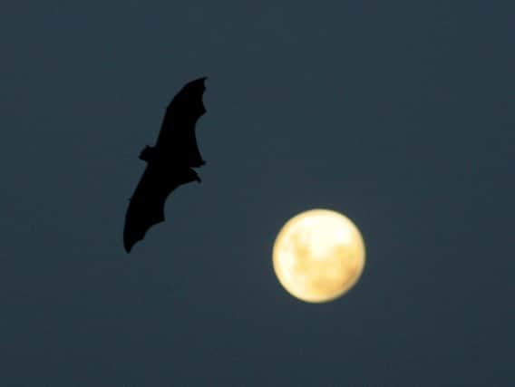 We need to understand how bats’ immune systems respond to the virus. Photo: Getty Images