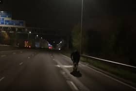 Cow walking down the M62 (West Yorkshire Police RPU)