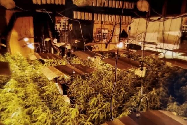 The cannabis haul found in Wyke
