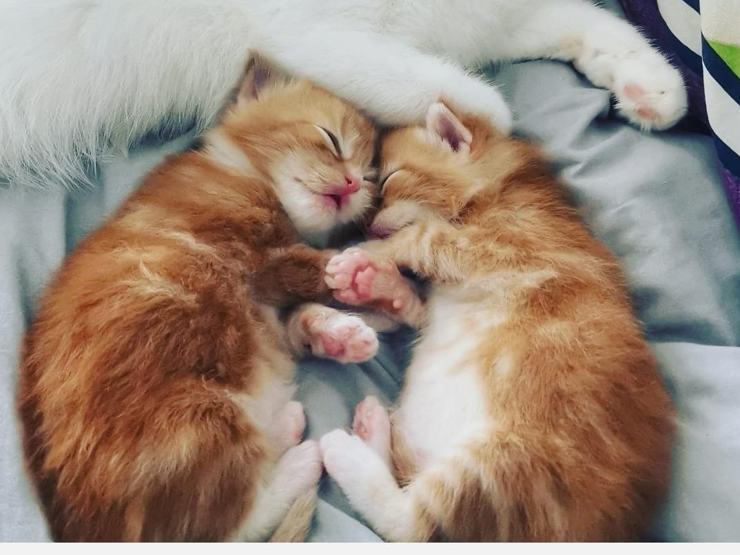 Here are 19 photographs of baby animals that are guaranteed to make you go 'awwww...'