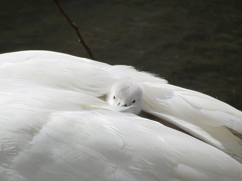 Peekaboo! Photo by Lydz Ekins