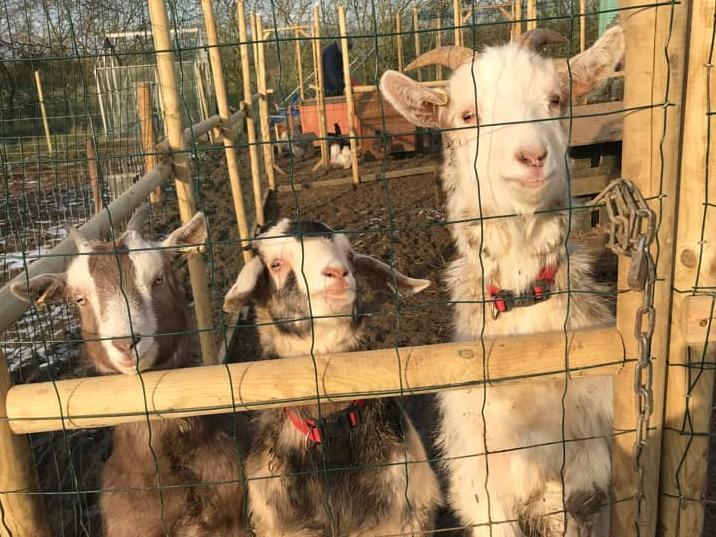 This was taken at Betty's Farm, where they have a host of other baby animals. Photo by Selena Anna.