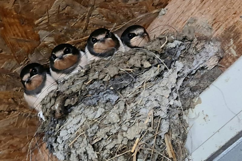 All huddled up in their nest! Photo by Mellissa Startin