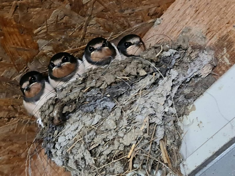 All huddled up in their nest! Photo by Mellissa Startin