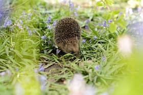 The RSPCA has encouraged locals to pledge to help hedgehogs as part of Hedgehog Awareness Week.
