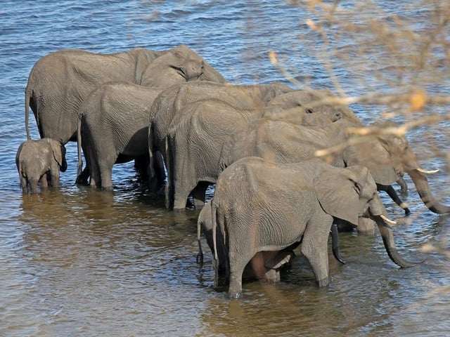 African Elephants pause for a drink.