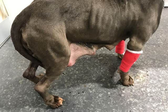 RSPCA appeal for information after seriously ill dog left at Vets4Pets ...