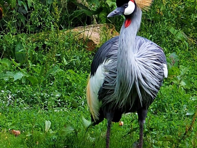 African Black Crowned Crane.