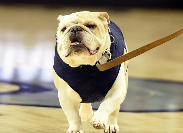 Dog warning: The 10 dog breeds most wanted by thieves and their average ...