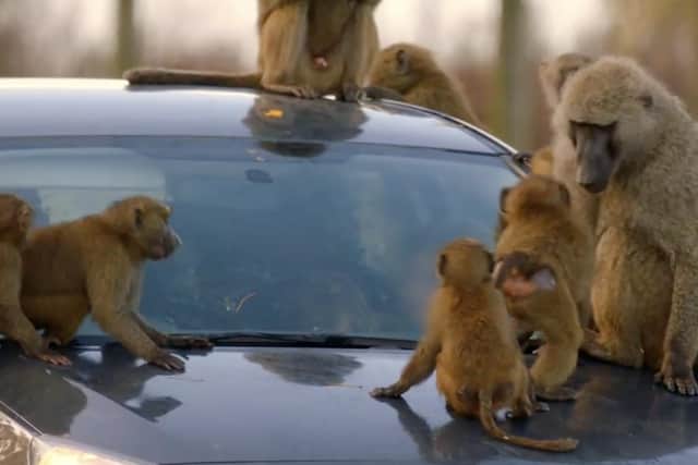 Baboons take an interest in a visitor's car.