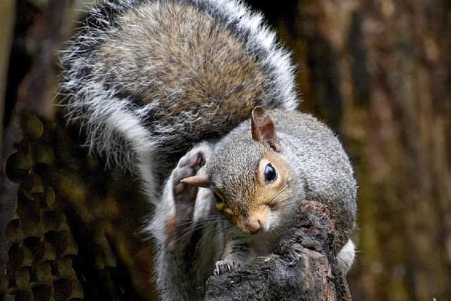Grey Squirrel Scratching by Ann Blair.