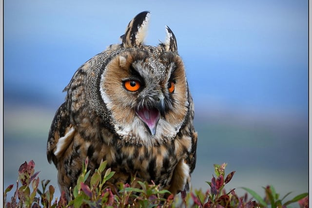 Long eared owl by Melissa J Harvey.