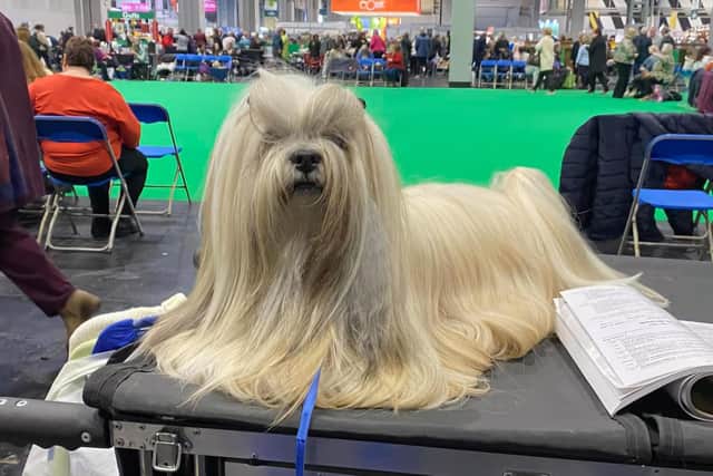 Lexi the Lhasa Apso owned by Louise Gregson.