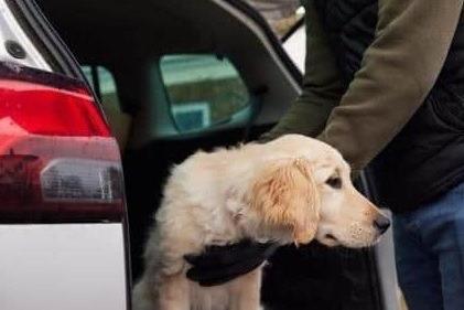 Dog warning: The 10 dog breeds most wanted by thieves and their average ...